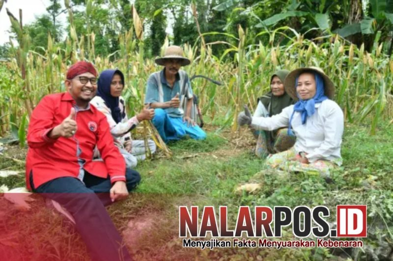 Foto. Kebersamaan Bupati Sumenep saat bersama Petani beberapa Bulan Lalu