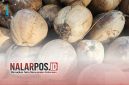 Foto. Bibit Kelapa Dalam Bantuan Kementerian Pertanian (Kementan) Republik Indonesia di Sumenep