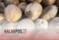 Foto. Bibit Kelapa Dalam Bantuan Kementerian Pertanian (Kementan) Republik Indonesia di Sumenep