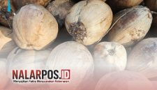 Foto. Bibit Kelapa Dalam Bantuan Kementerian Pertanian (Kementan) Republik Indonesia di Sumenep
