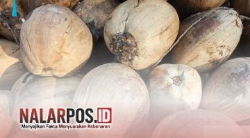 Foto. Bibit Kelapa Dalam Bantuan Kementerian Pertanian (Kementan) Republik Indonesia di Sumenep