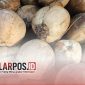 Foto. Bibit Kelapa Dalam Bantuan Kementerian Pertanian (Kementan) Republik Indonesia di Sumenep